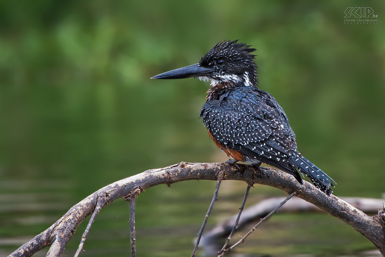 Lake Naivasha - Giant kingfisher The giant kingfisher (Megaceryle maxima) is the largest kingfisher in Africa.<br />
<br />
Afterwards we left to the airport in Nairobi. Stefan Cruysberghs